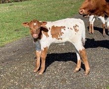 2023 Backdraft bull