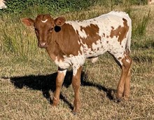 2023 Boomerang Lorenza Heifer