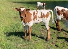 2023 Charrita heifer