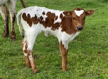 2023 Charrita heifer