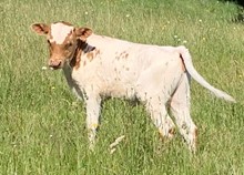 2023 Della CB heifer