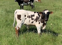 2023 Donovan's Grande bull