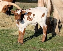 2023 Donovan's Grande bull