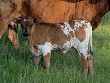 2023 Dragella heifer