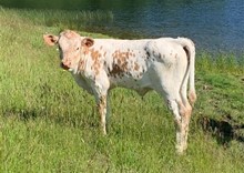 2023 Tibbs' Hold My Breath heifer