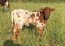 2023 Luna heifer