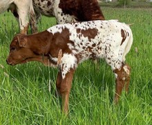2023 Luna heifer