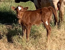 2023 Clout's Melanie Heifer