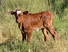 2023 Clout's Salsa heifer
