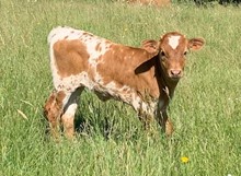 2023 Shania heifer