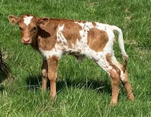 2023 Shania heifer