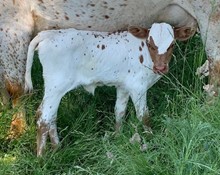 2023 Sneeze heifer