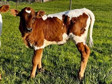 2023 Lauren heifer