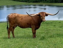 Atlas' Reina FL