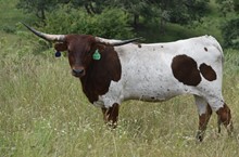 6CR JAMAKA GIDGET