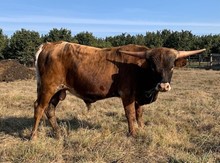 2021 Dragella bull