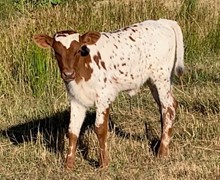 2023 Golden Boots heifer