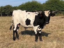 2021 Sneeze bull