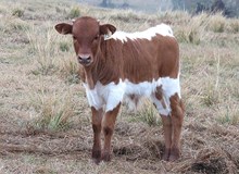 Bull Calf -Bandera Ches x Donovan's Grande EOT921