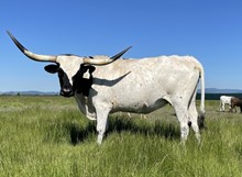 A&S Angelina's Dream