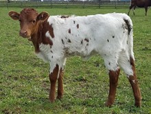 A&S Tuff Gertie