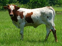 BAR ~ Atlas Princess