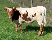 2022 Rio Gidget bull