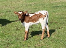 2023 Hazel heifer