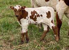 2023 Atlas' Cava bull