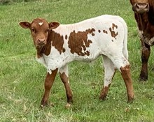 2023 Backdraft bull
