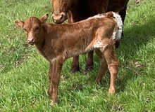 2023 Atlas' Reina heifer