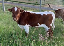 2023 Sweet Pearl bull