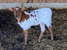 2024 Charrita heifer