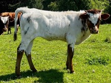 2024 Tuff Gabby heifer