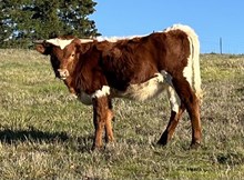 Tuff Reba FL