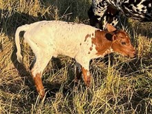 2025 Celine heifer