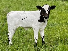 2025 Deana heifer