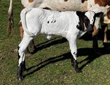 2025 Deana heifer