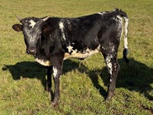2025 HL Ella heifer