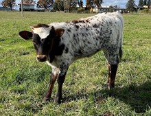 2025 Finder's Fee heifer