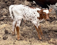 2025 Finder's Fee heifer