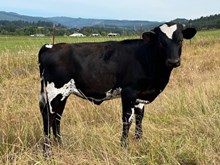 2025 Graceful Stone heifer