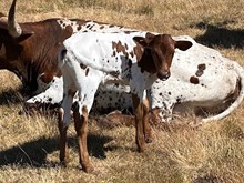 2025 Luna heifer
