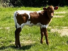 2025 Melanie heifer