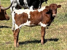 2025 Melanie heifer