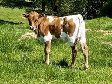 2025 Miranda heifer