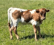 2025 Miranda heifer