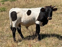 2025 Rita's bull