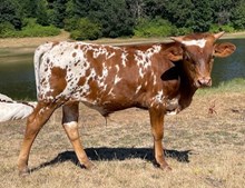 2025 Shania bull