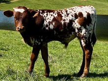 2025 Shania bull